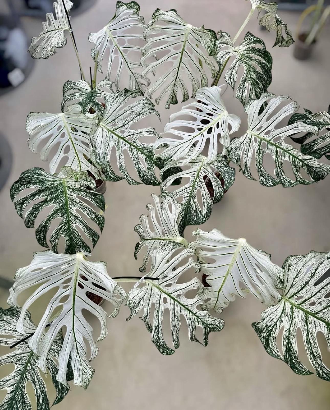 Monstera devil 