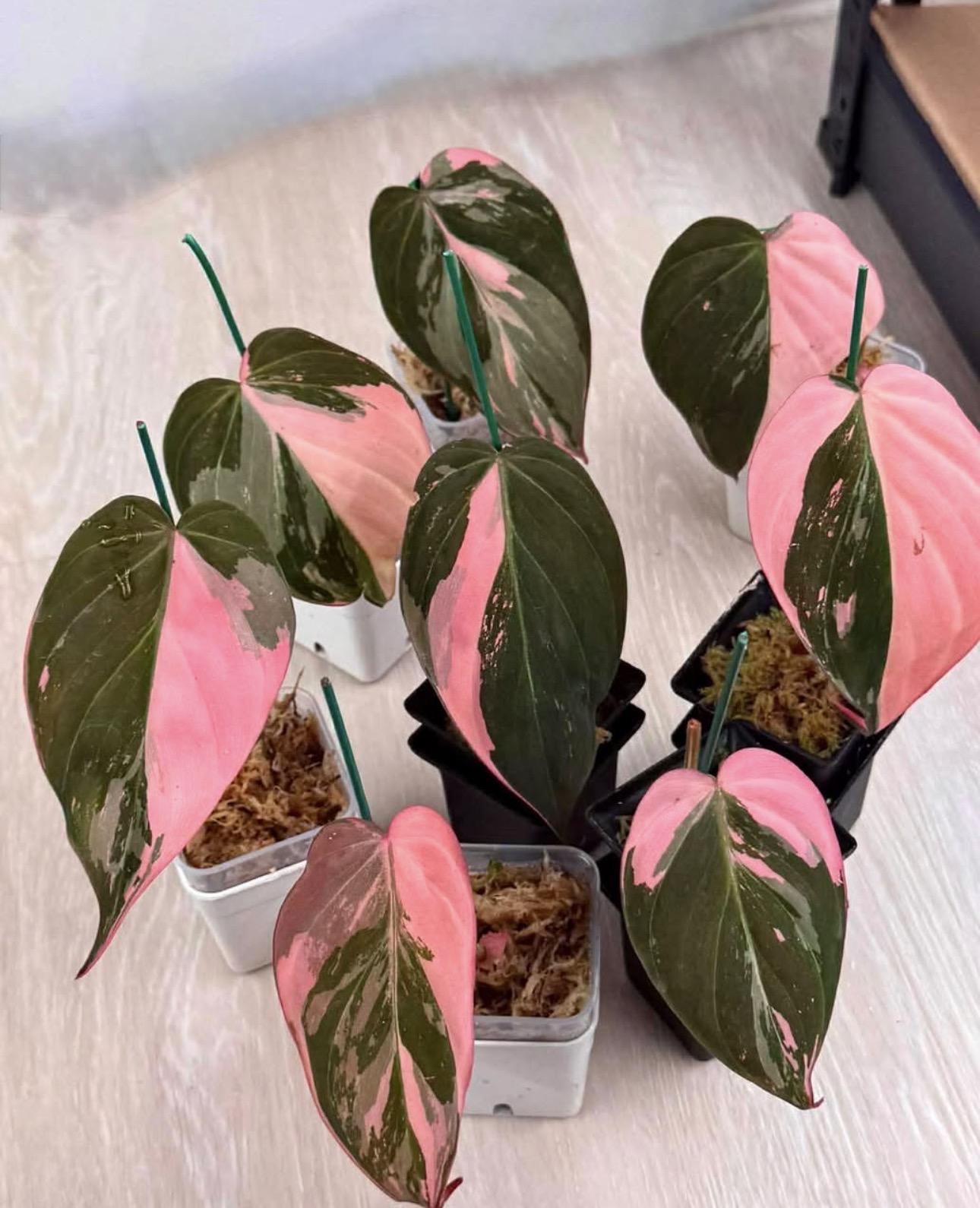 . Mican pink Available 