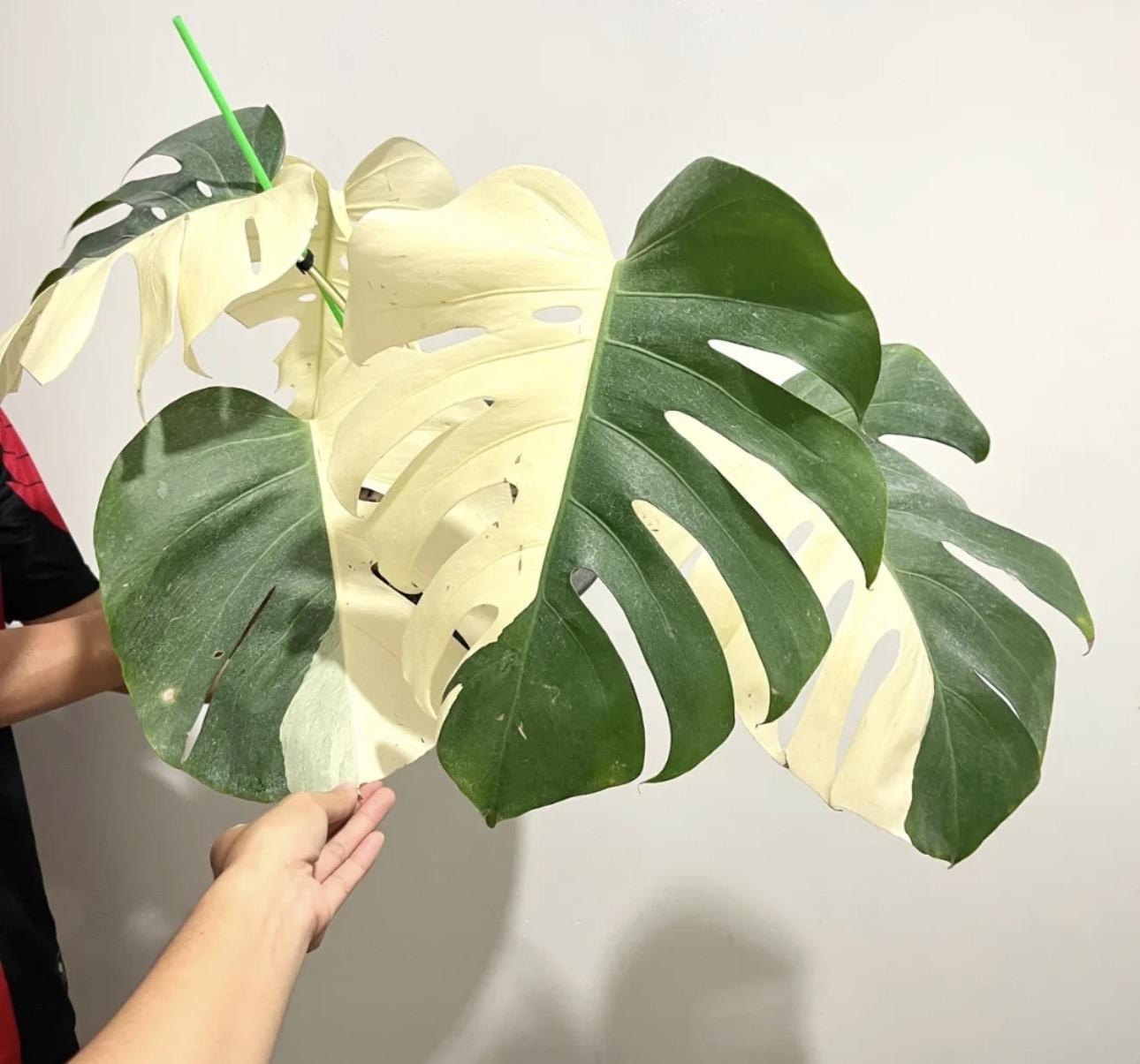 Monstera half moon 
