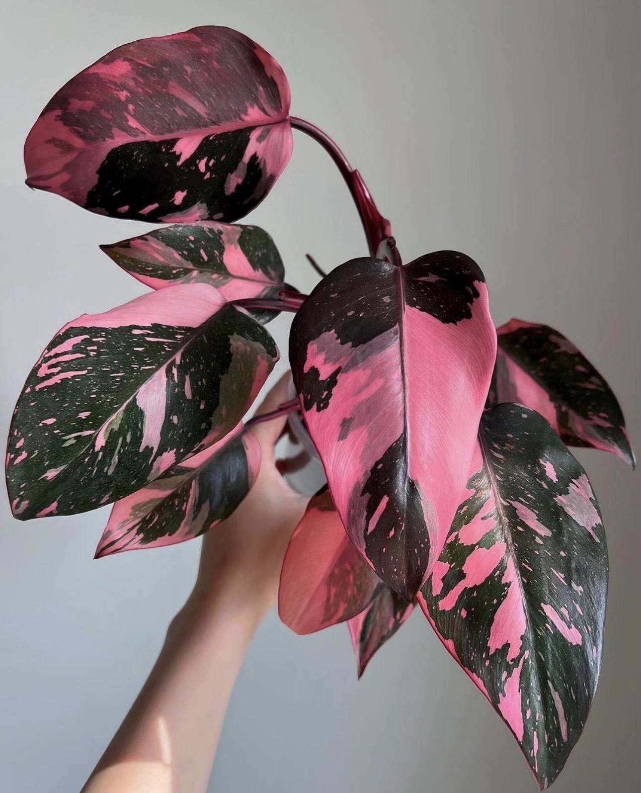 Pink princess philodendron 