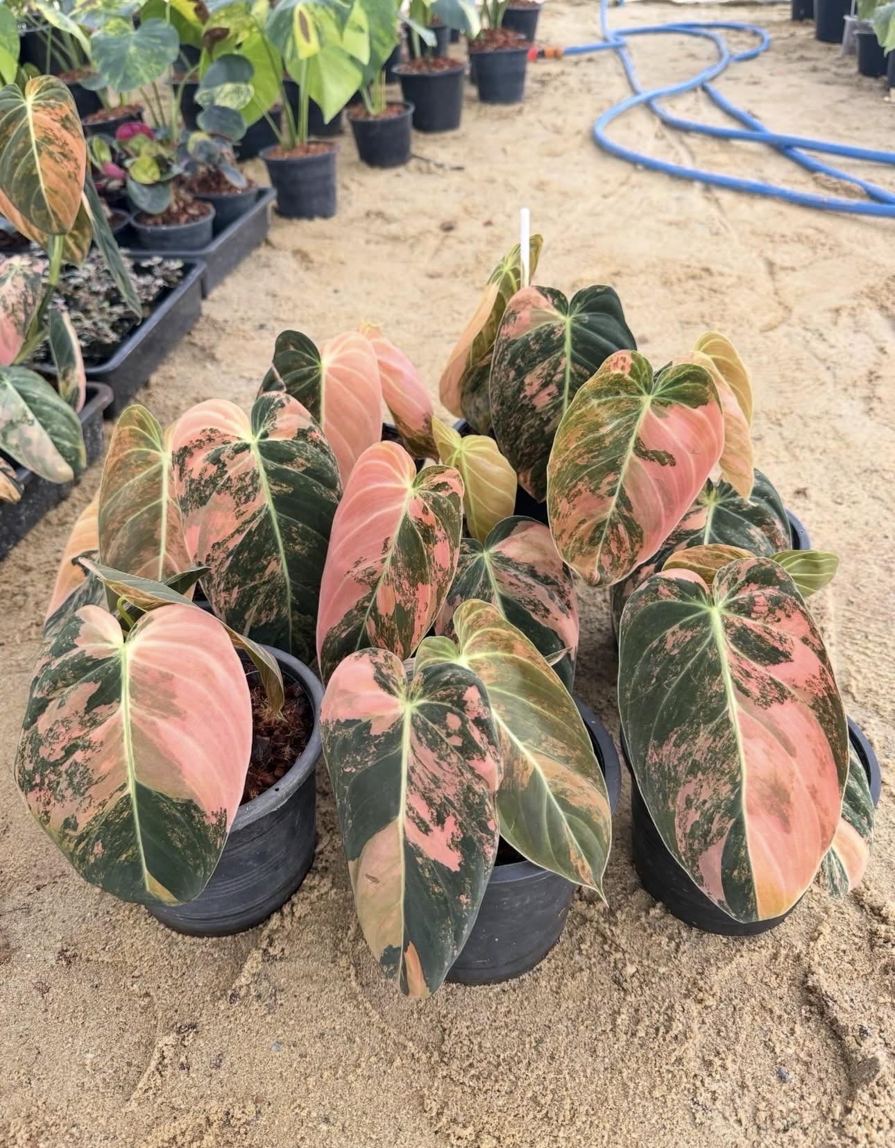 Orange maleno 