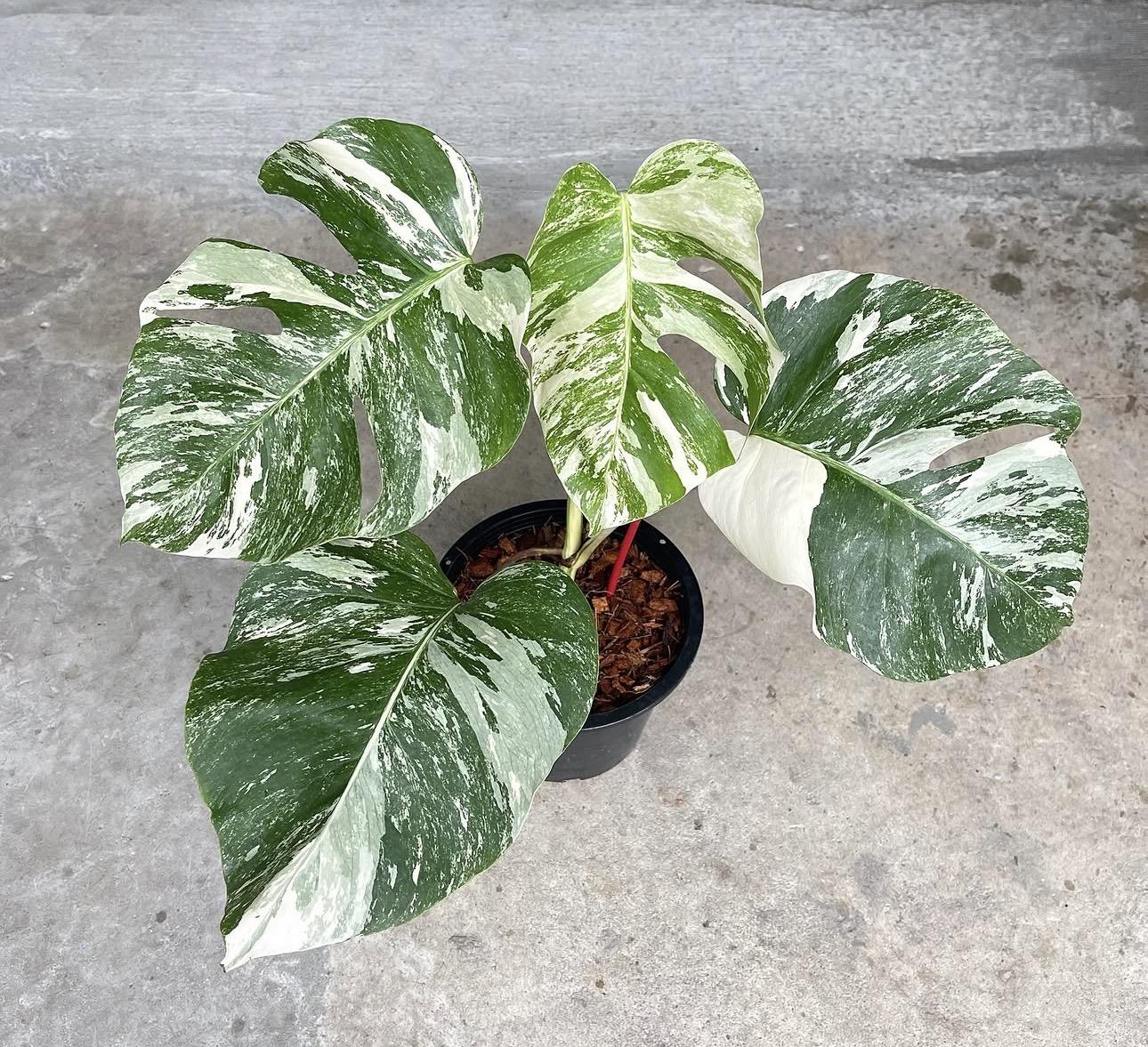 Monstera variegated 