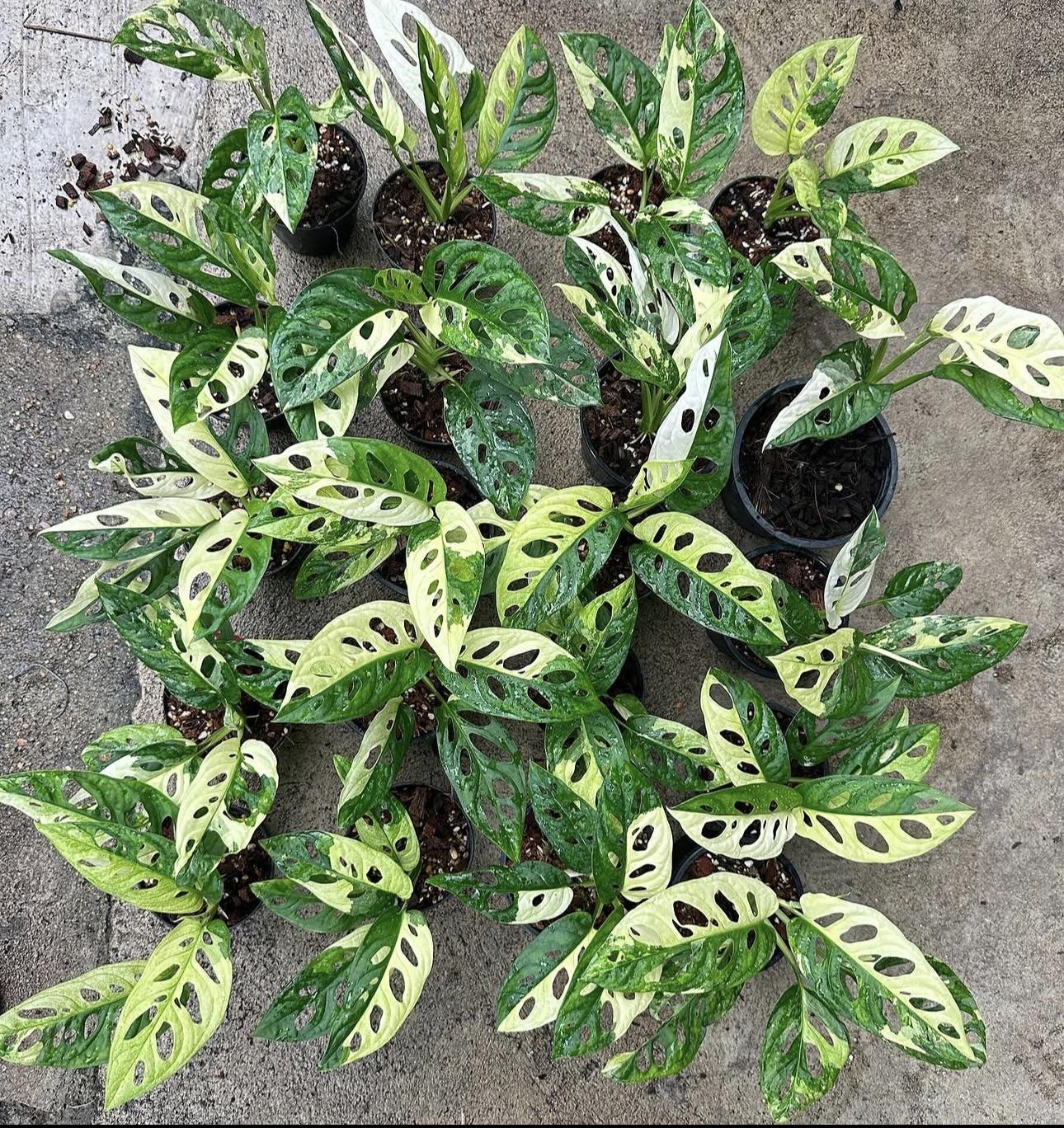 Monstera adanosii 