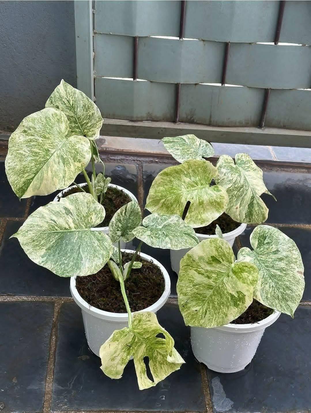 Monstera mint 