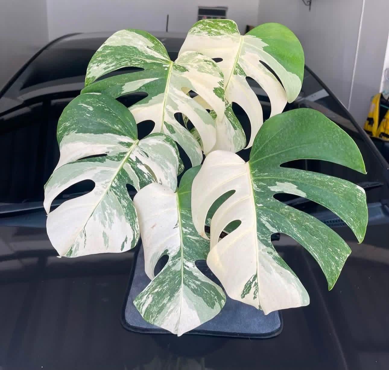 Monstera albo 