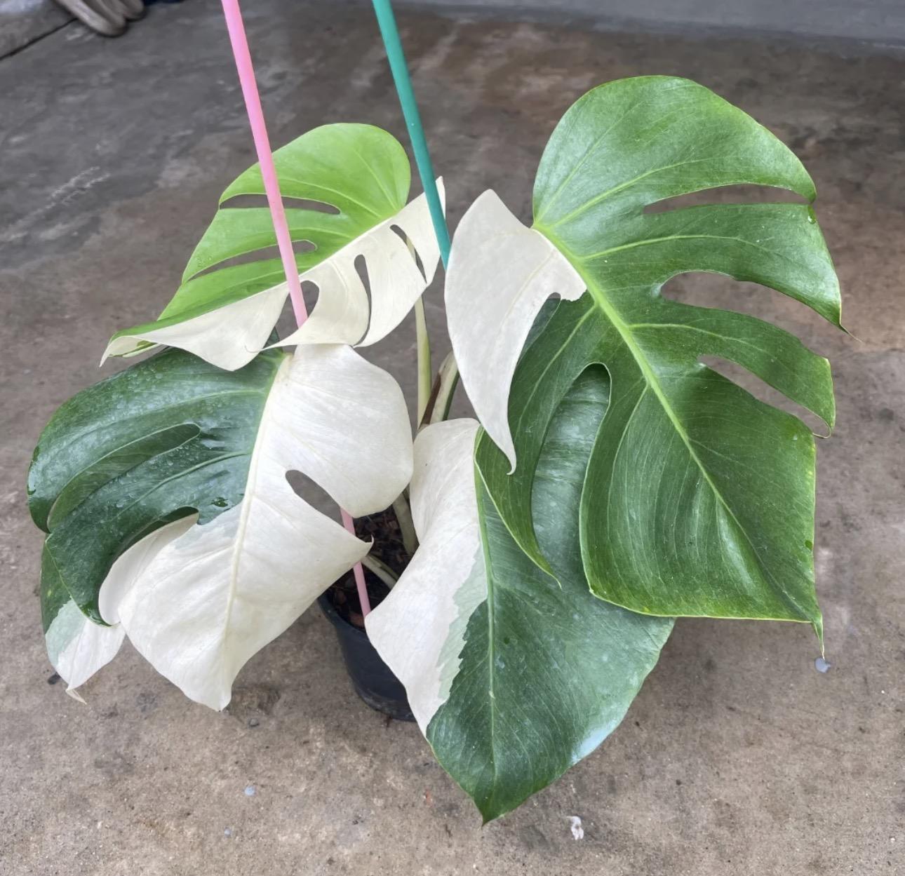 Monstera half moon 