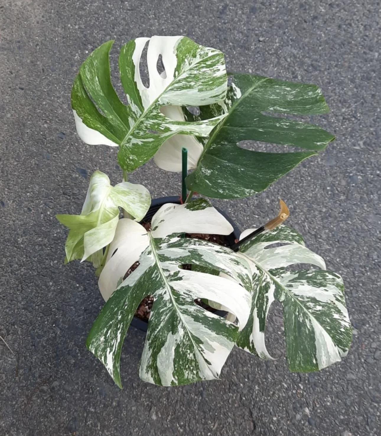 Variegated monstera 
