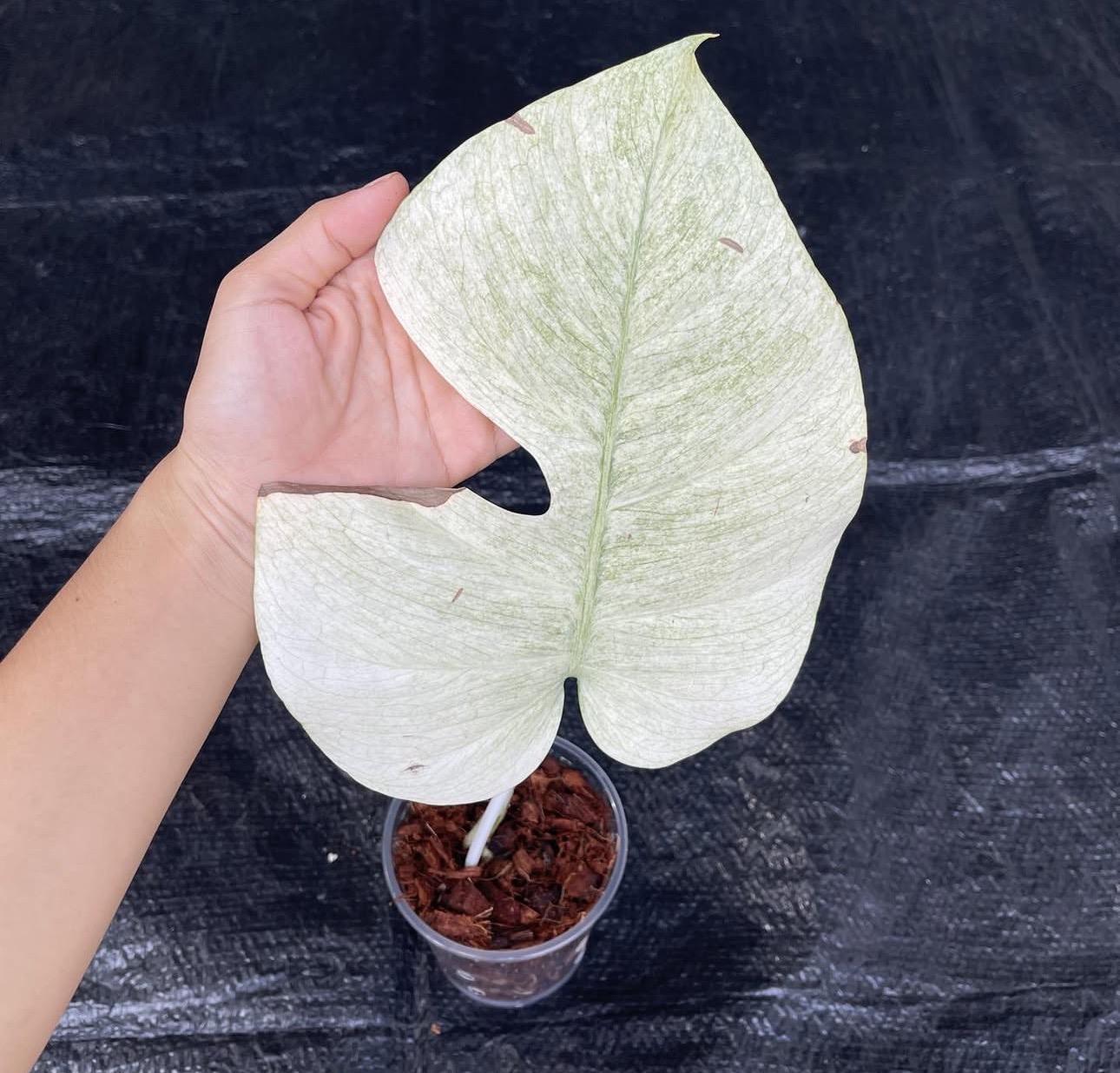 Monstera mint 