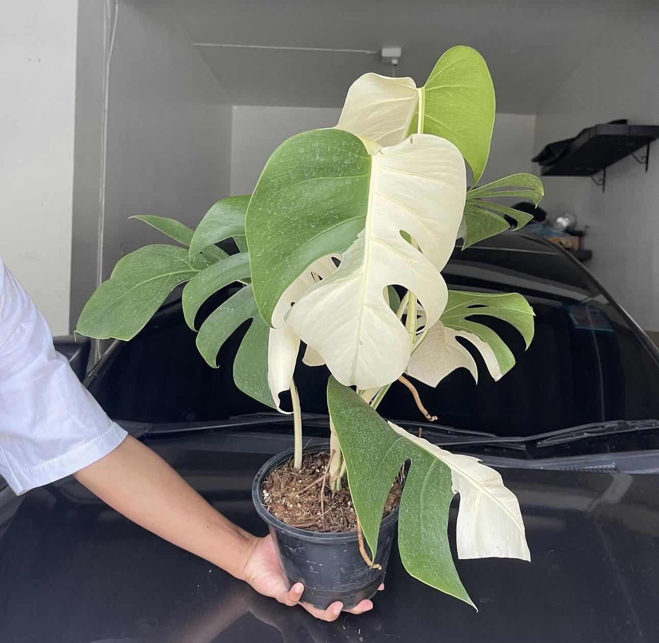 Monstera albo 