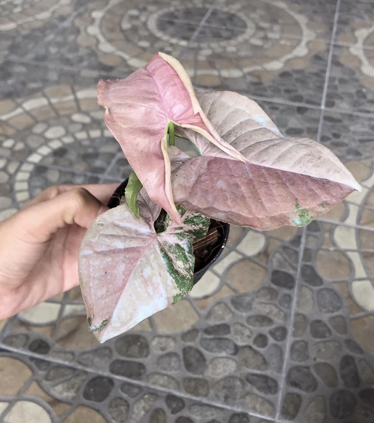 Arrowhead - Syngonium Podophyllum-Pink