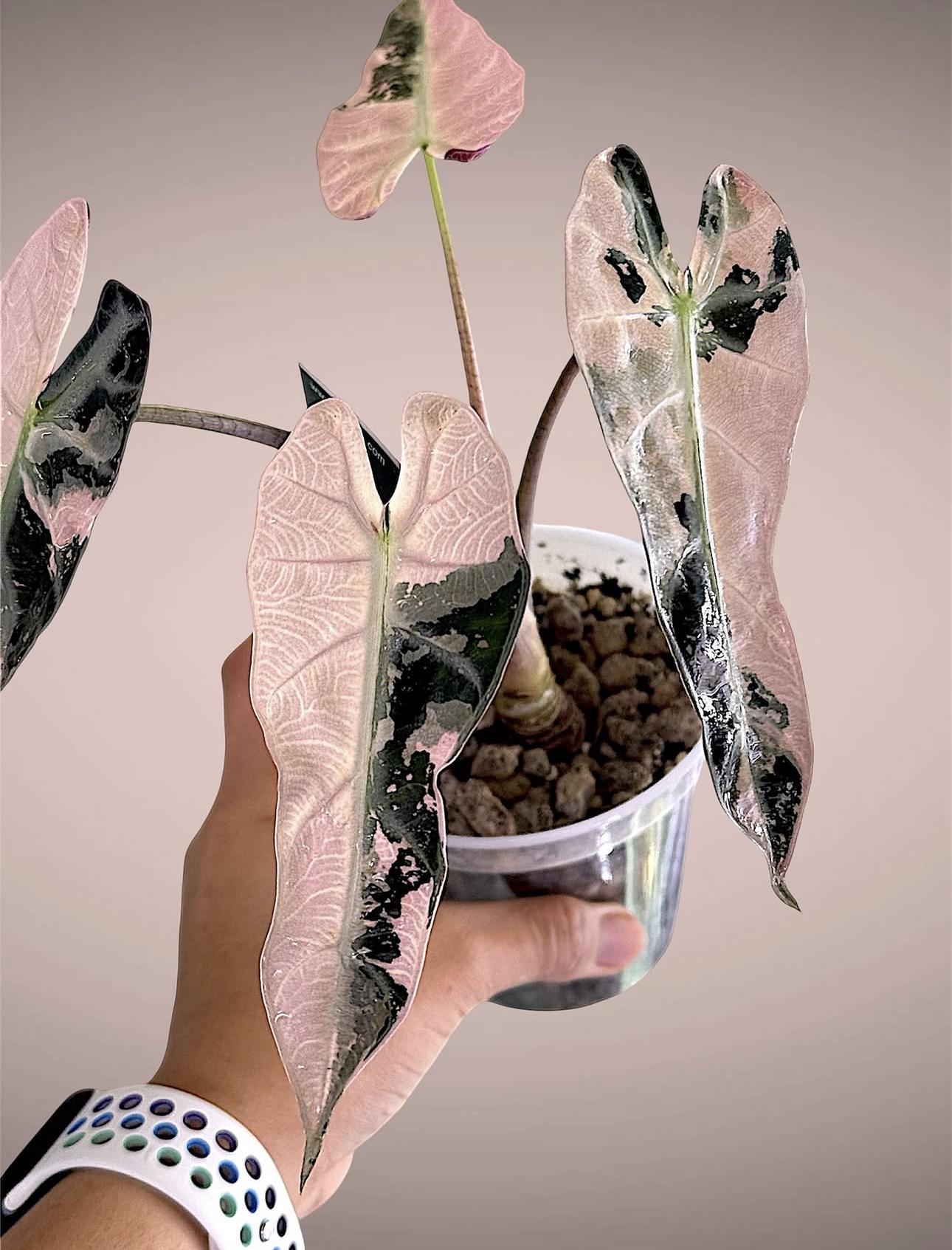 Alocasia Sanderiana Bulbs