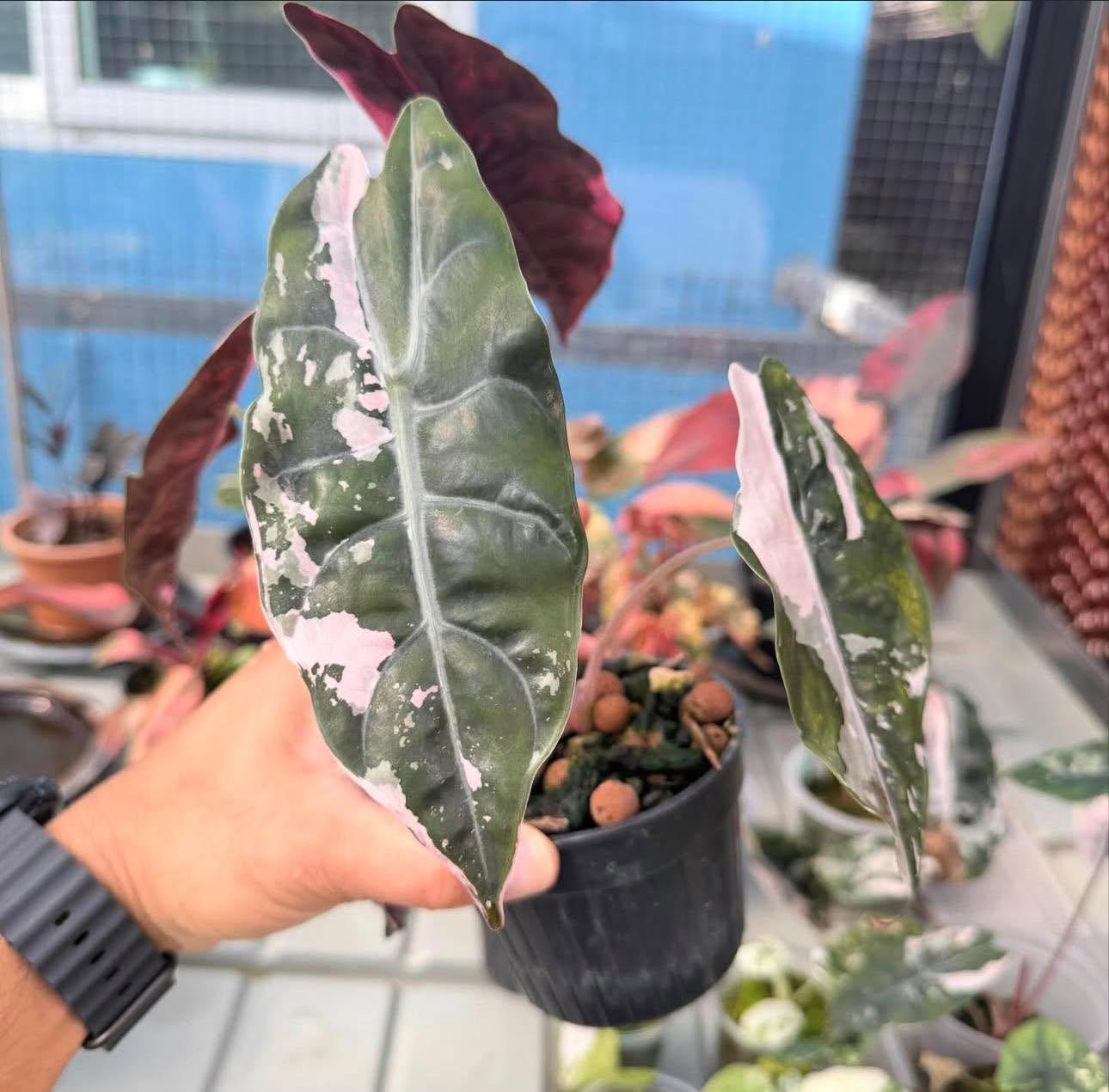 Alocasia pink 