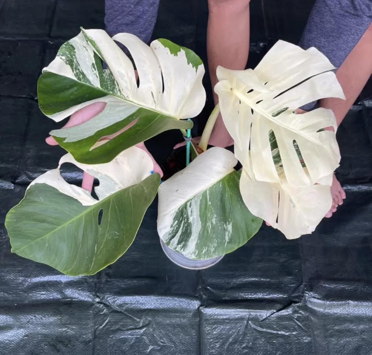 Monstera albo 
