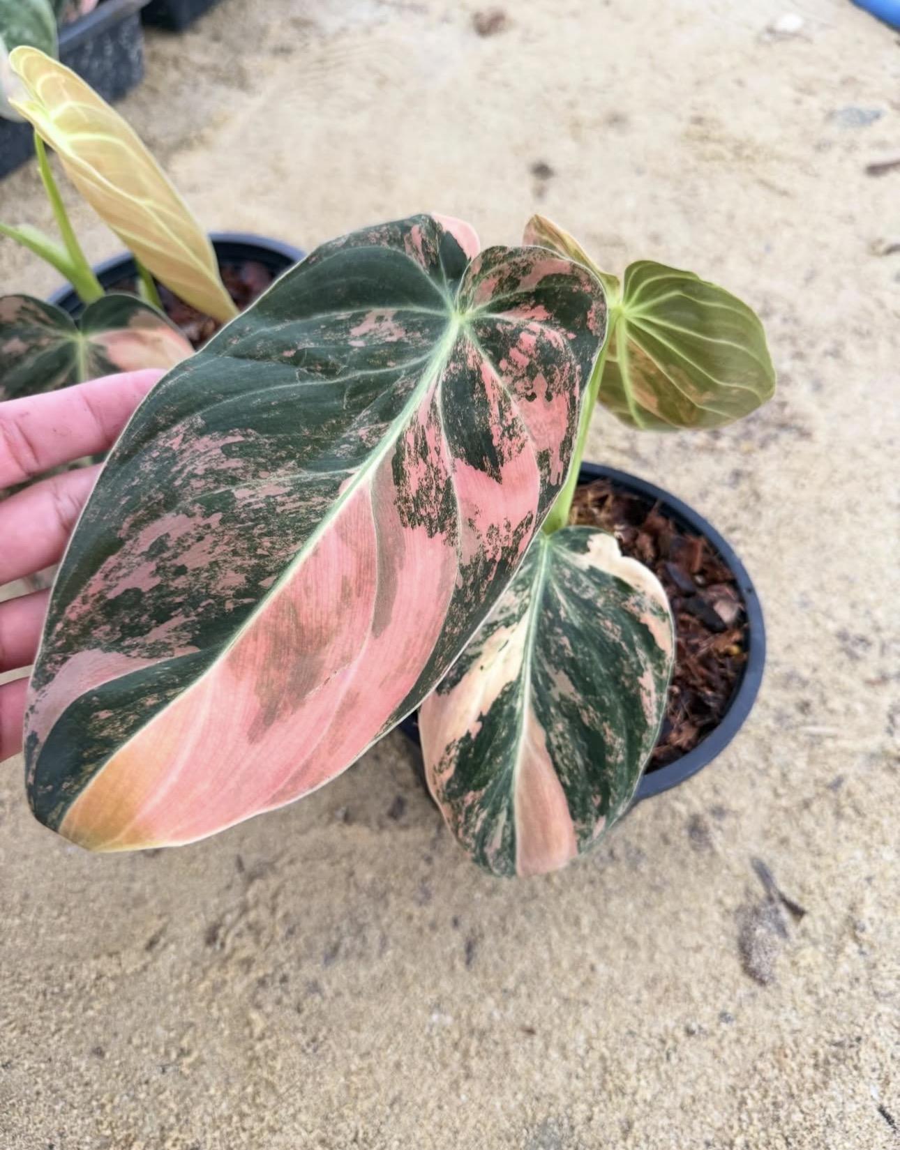 Orange maleno 