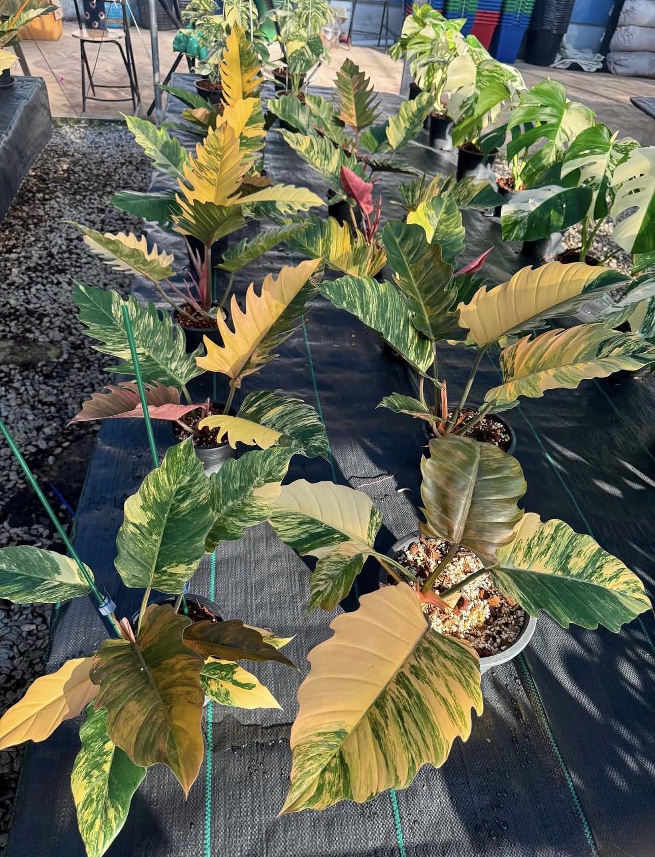 Caramel marble philodendron 