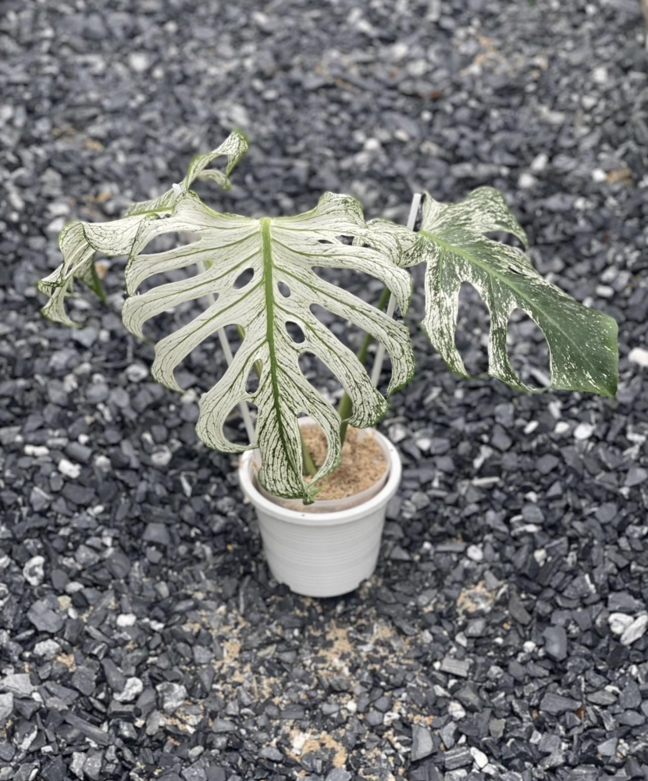 Monstera devil monster 