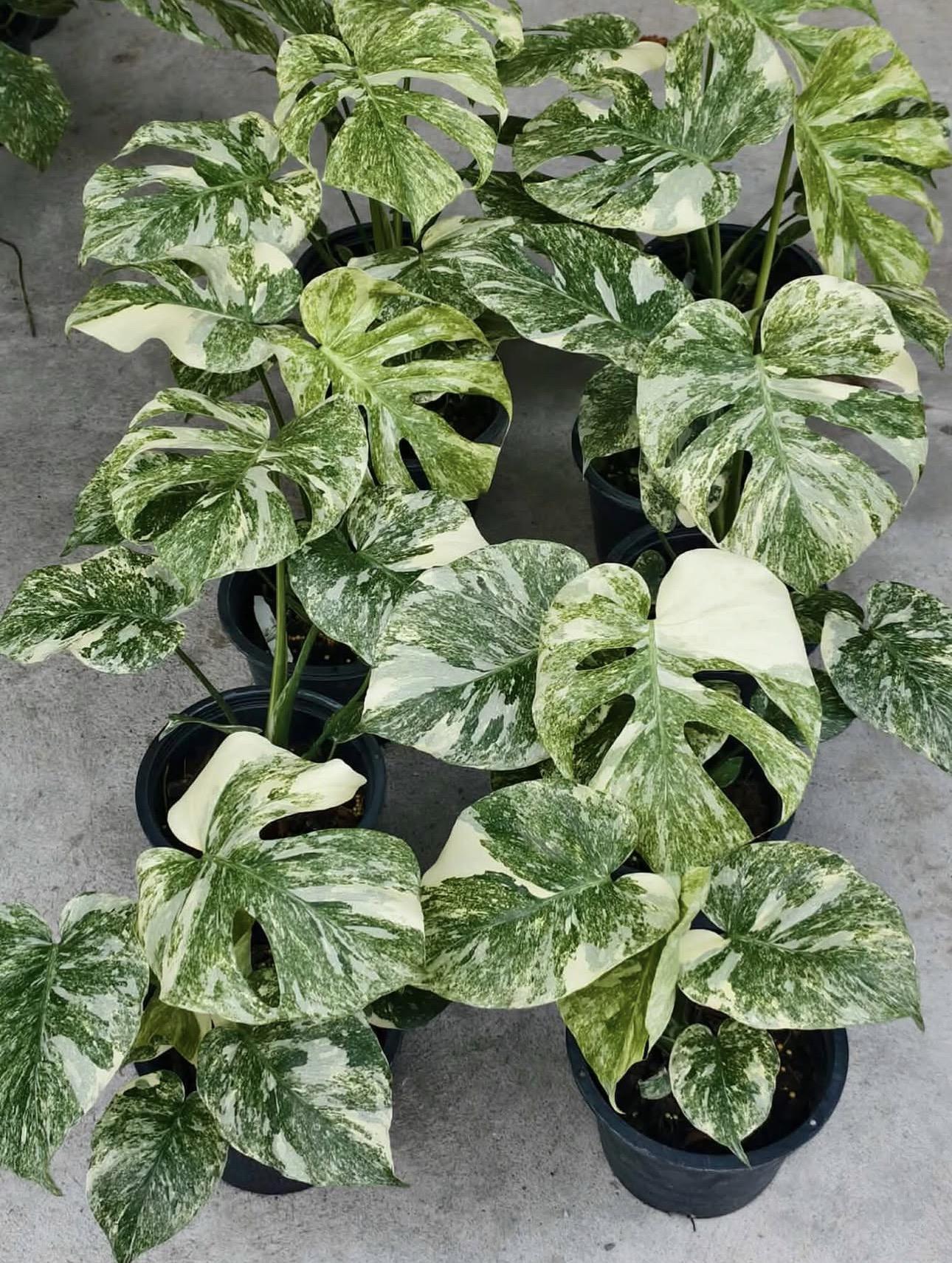 Monstera delicious 