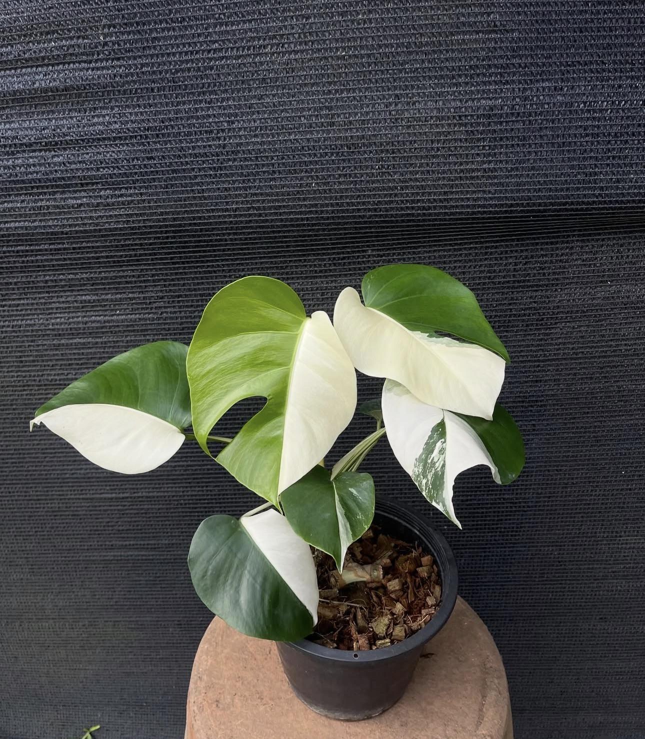 Monstera half moon 