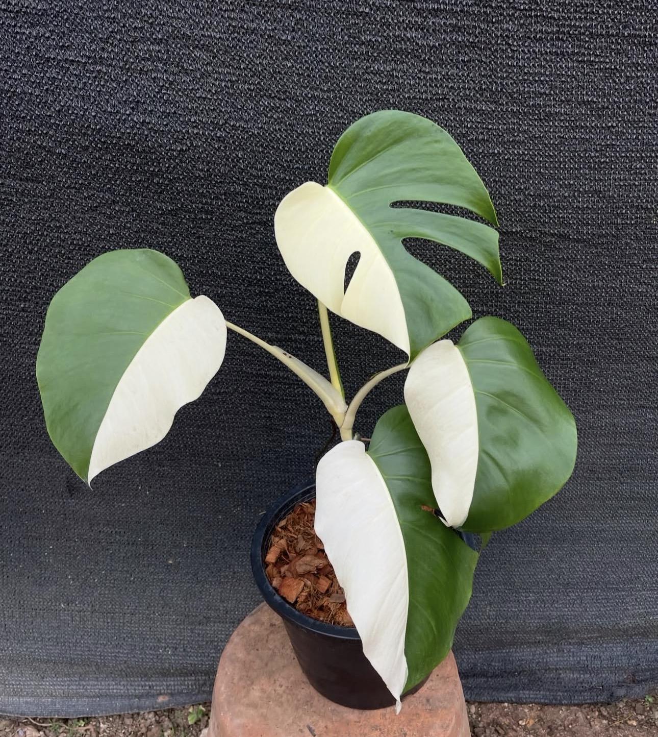 Half moon monstera 