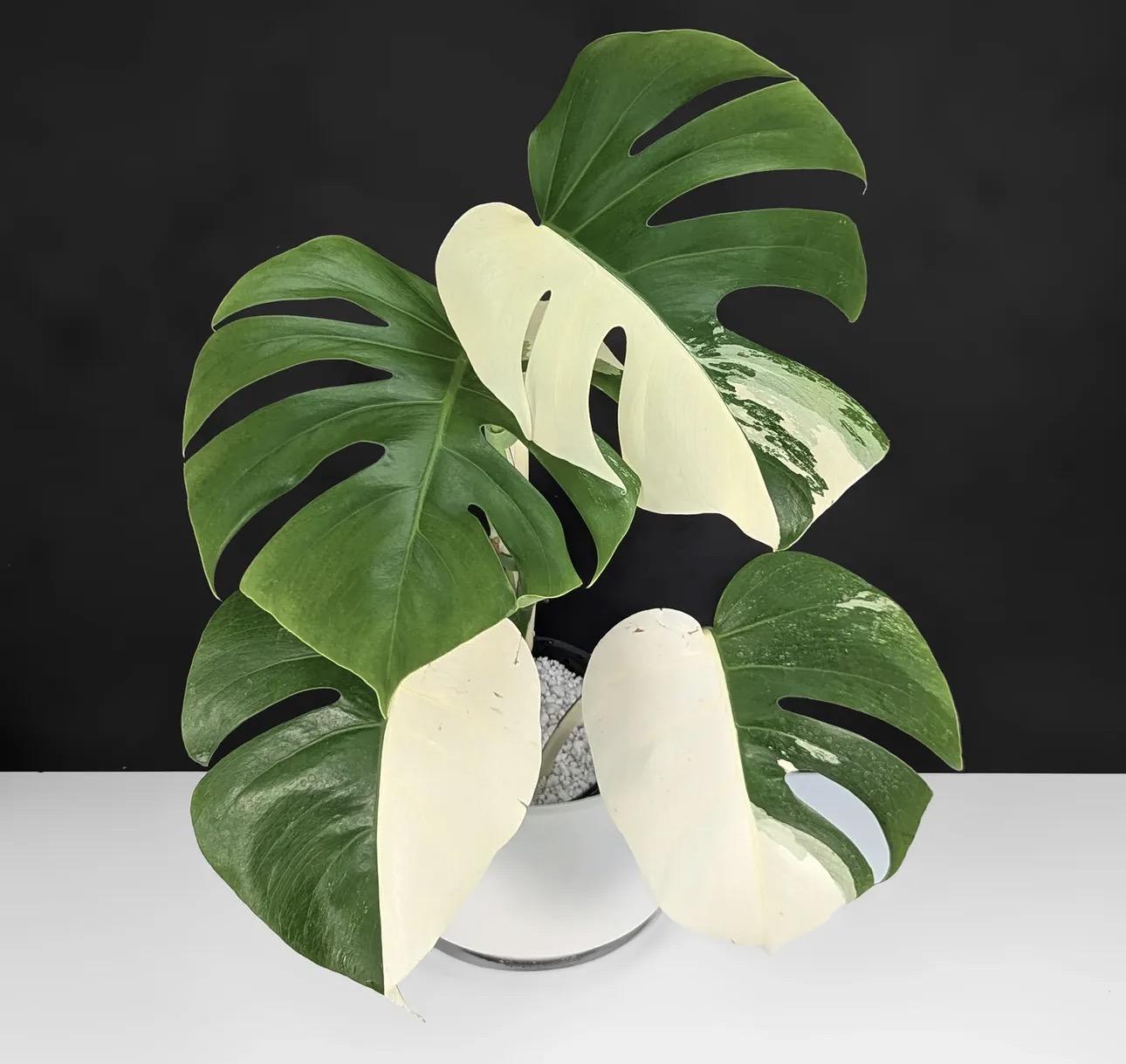 Monstera albo 
