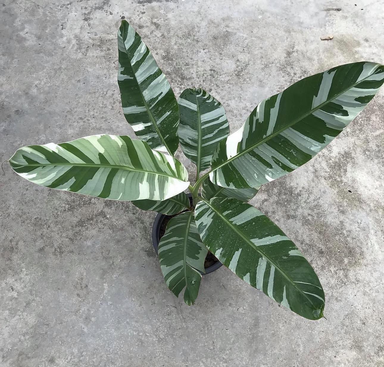 Musa banana 