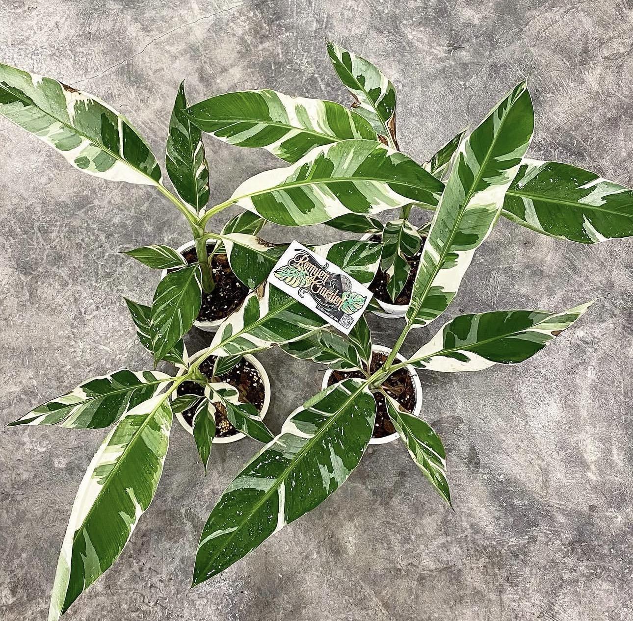Musa banana plant 