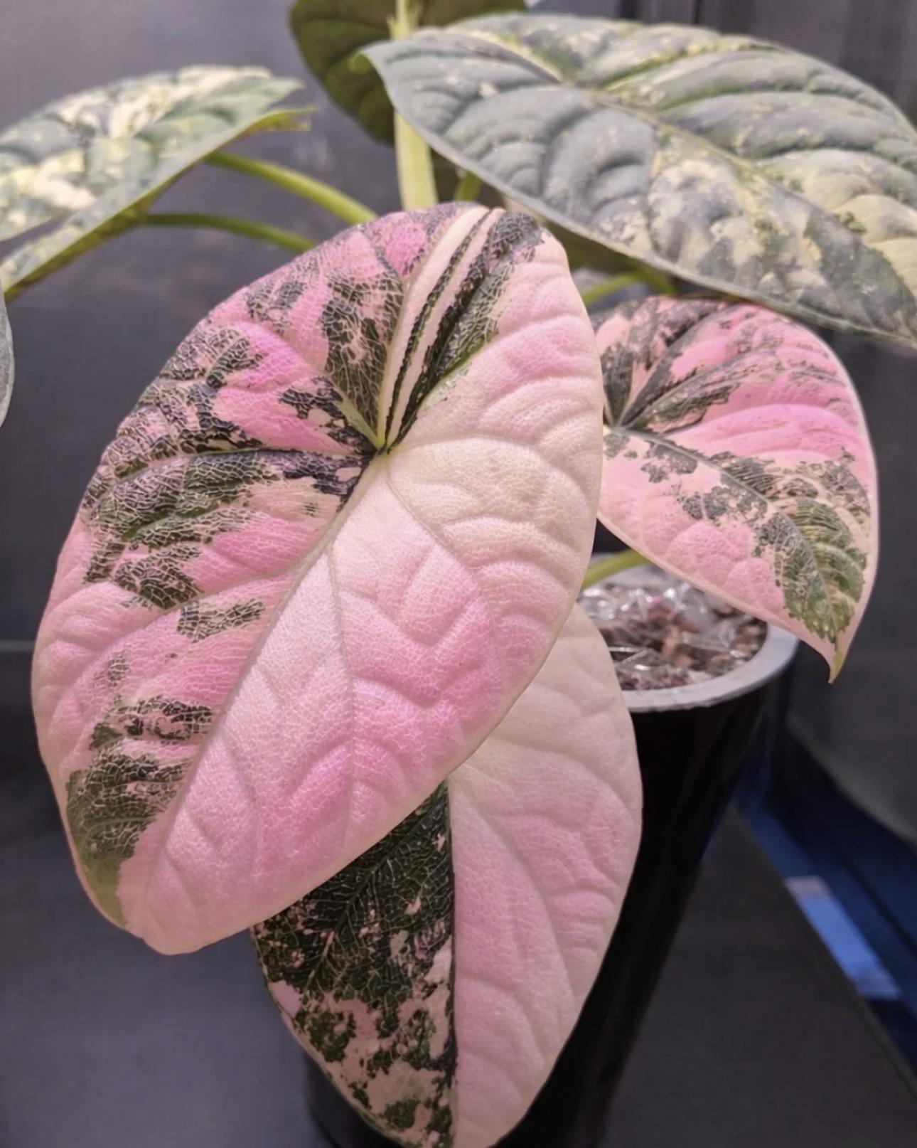Alocasia Melo 'Pink Passion'