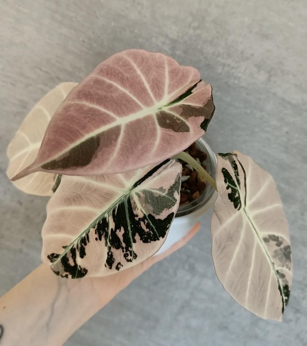 Alocasia black velvet pink 
