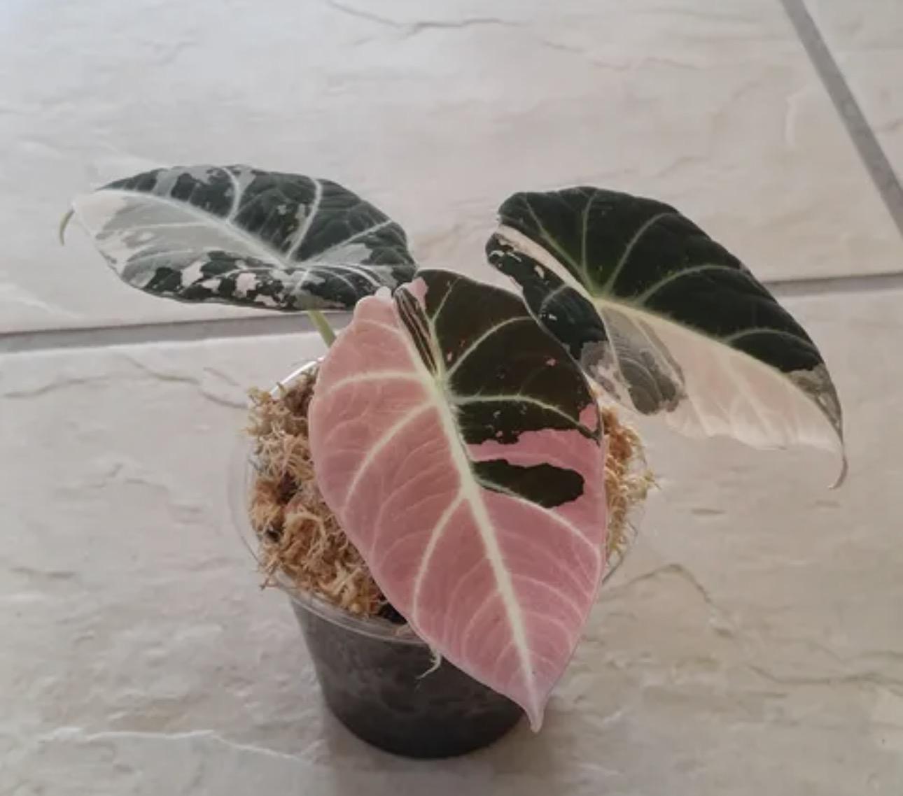 Alocasia black velvet pink 