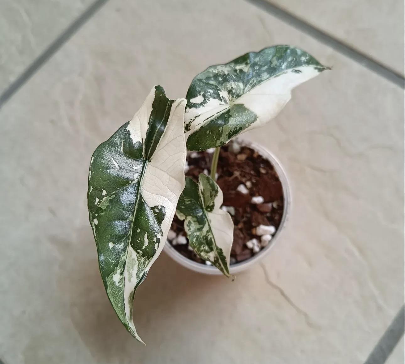 Alocasia simpo variegated 