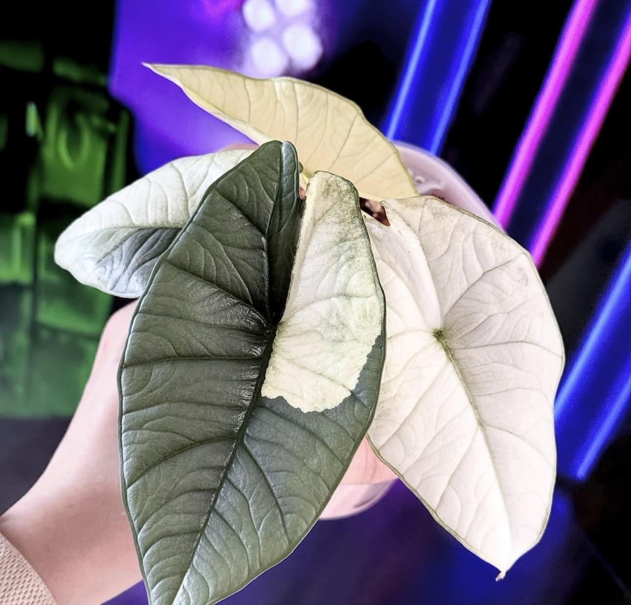 Alocasia plantanum albo 