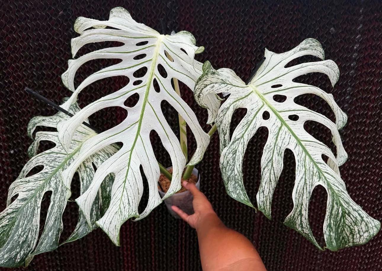 Monstera devil monster 