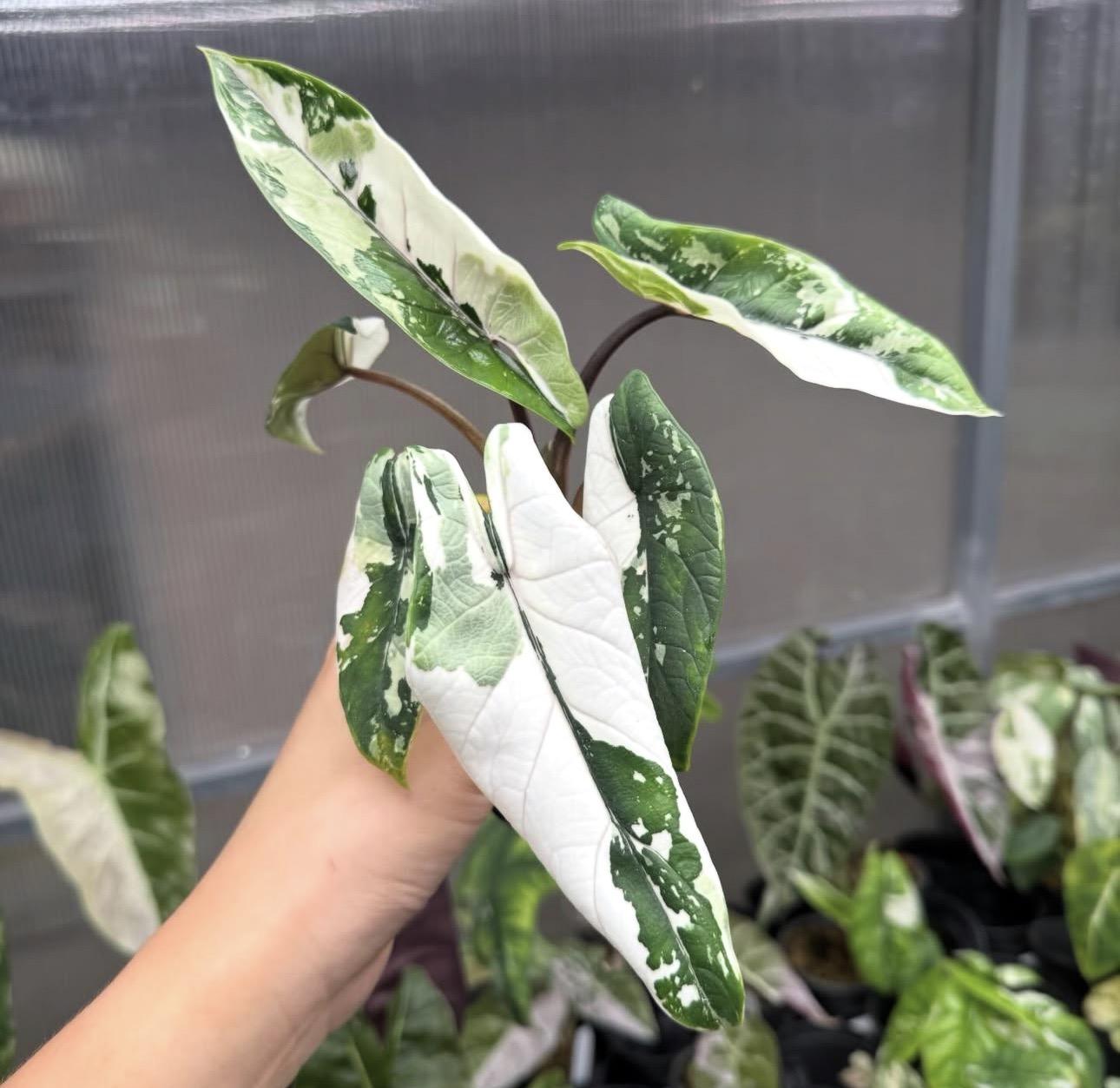 Alocasia scalprum 