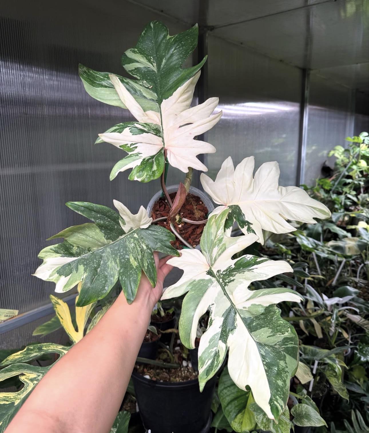 Variegated philodendron mayoi