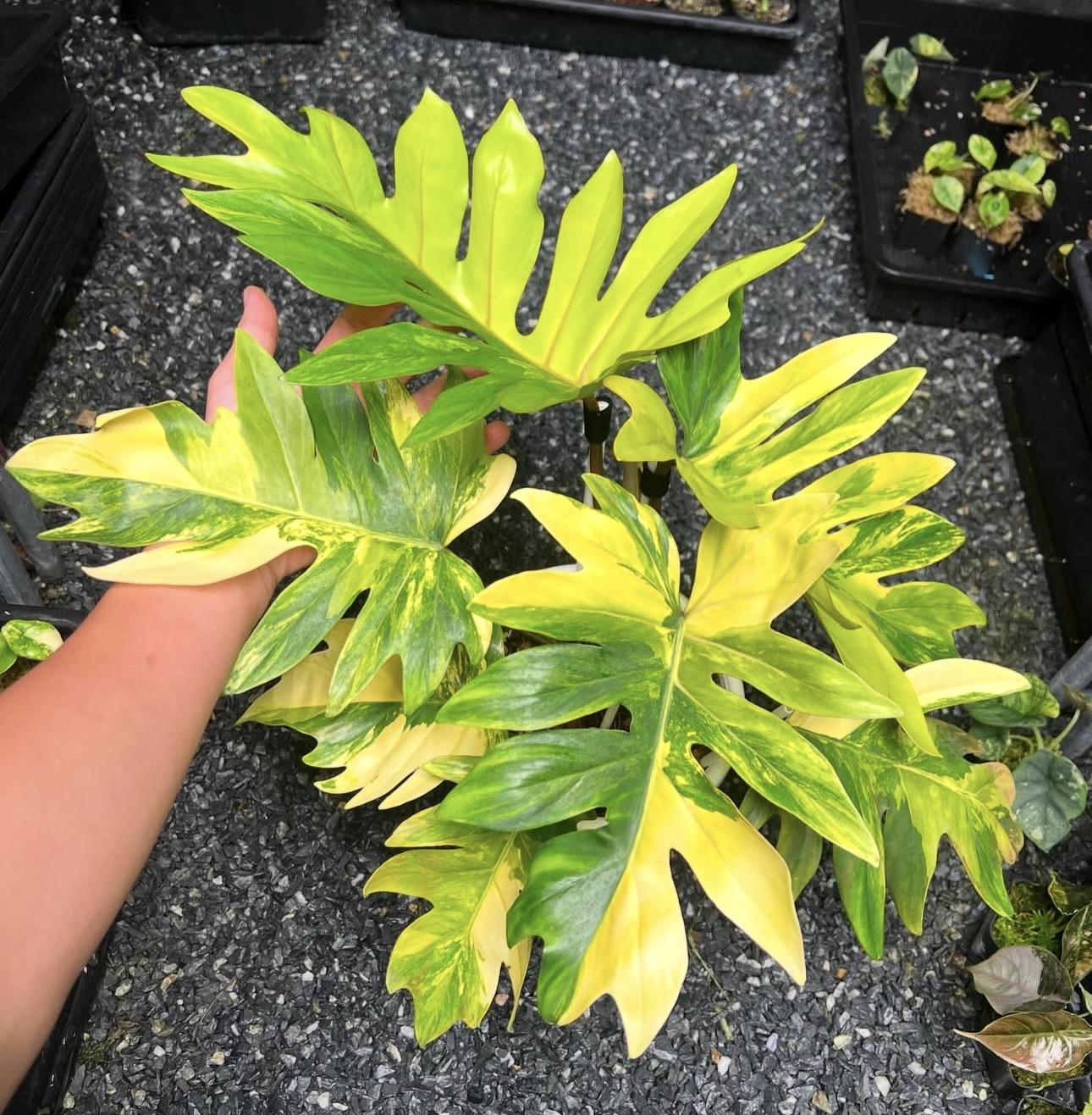 Variegated philodendron mayoi