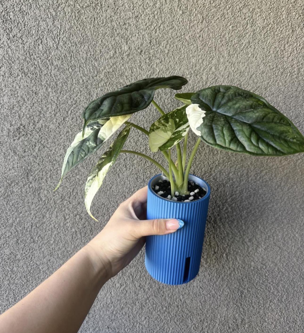 Alocasia dragon scale 