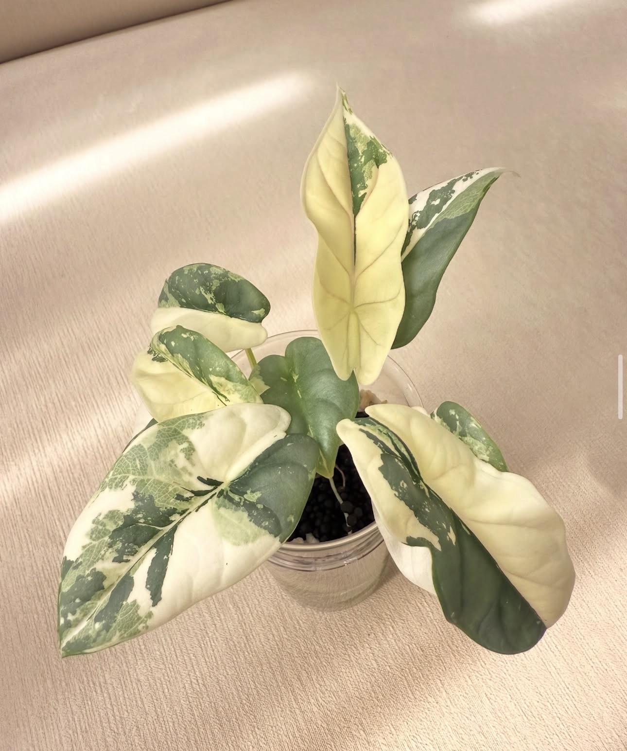 Alocasia silva dragon albo 