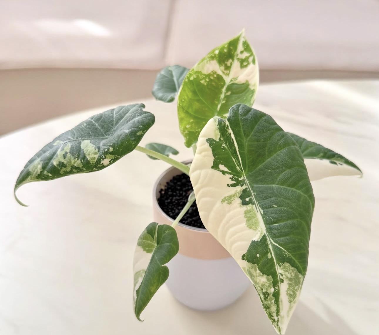 Alocasia Maharani Albo