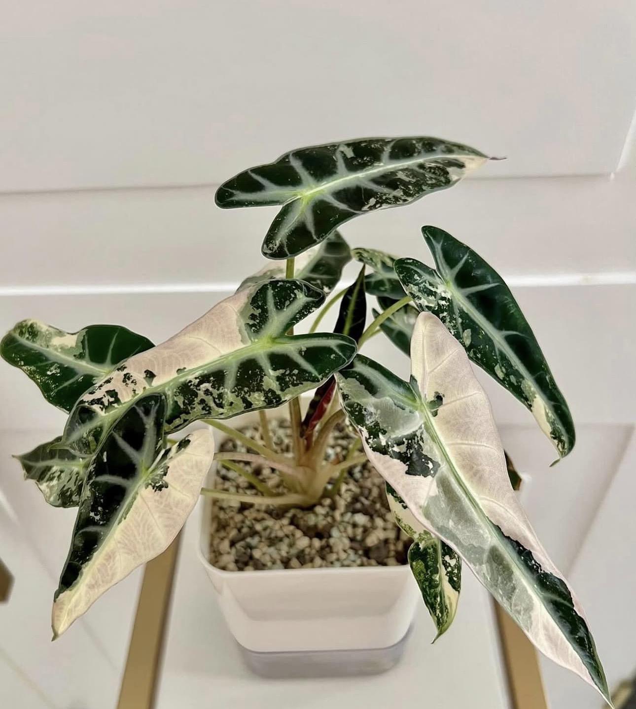 Alocasia Bambino Pink Variegated