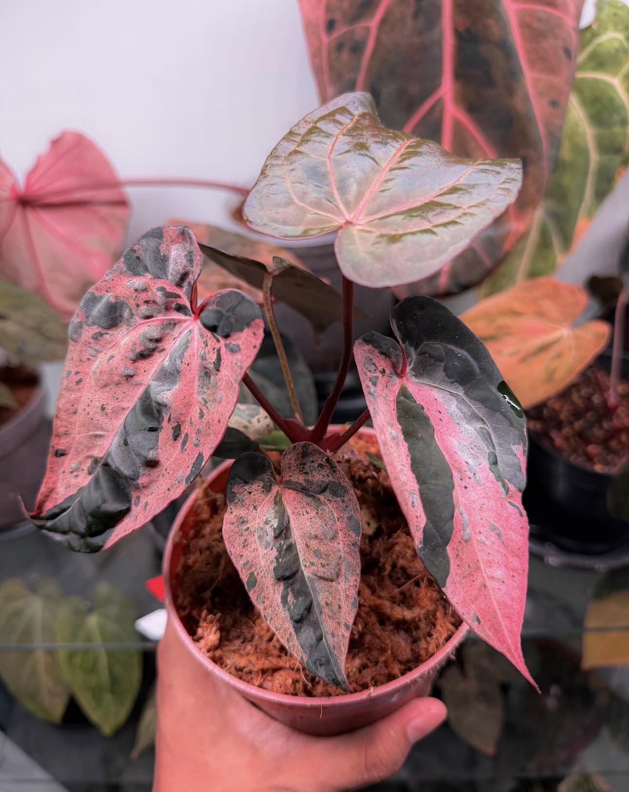 Anthurium red spider hybrid var