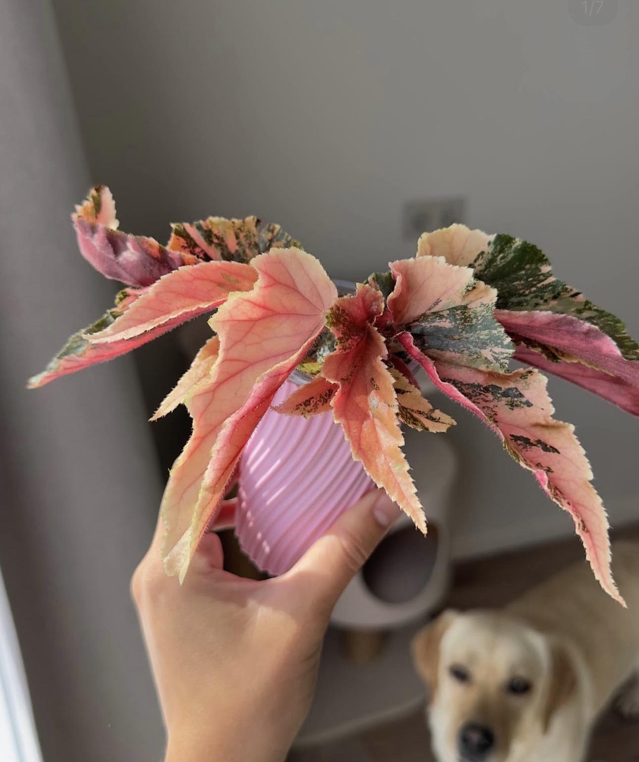 Begonia Ginny Galaxy