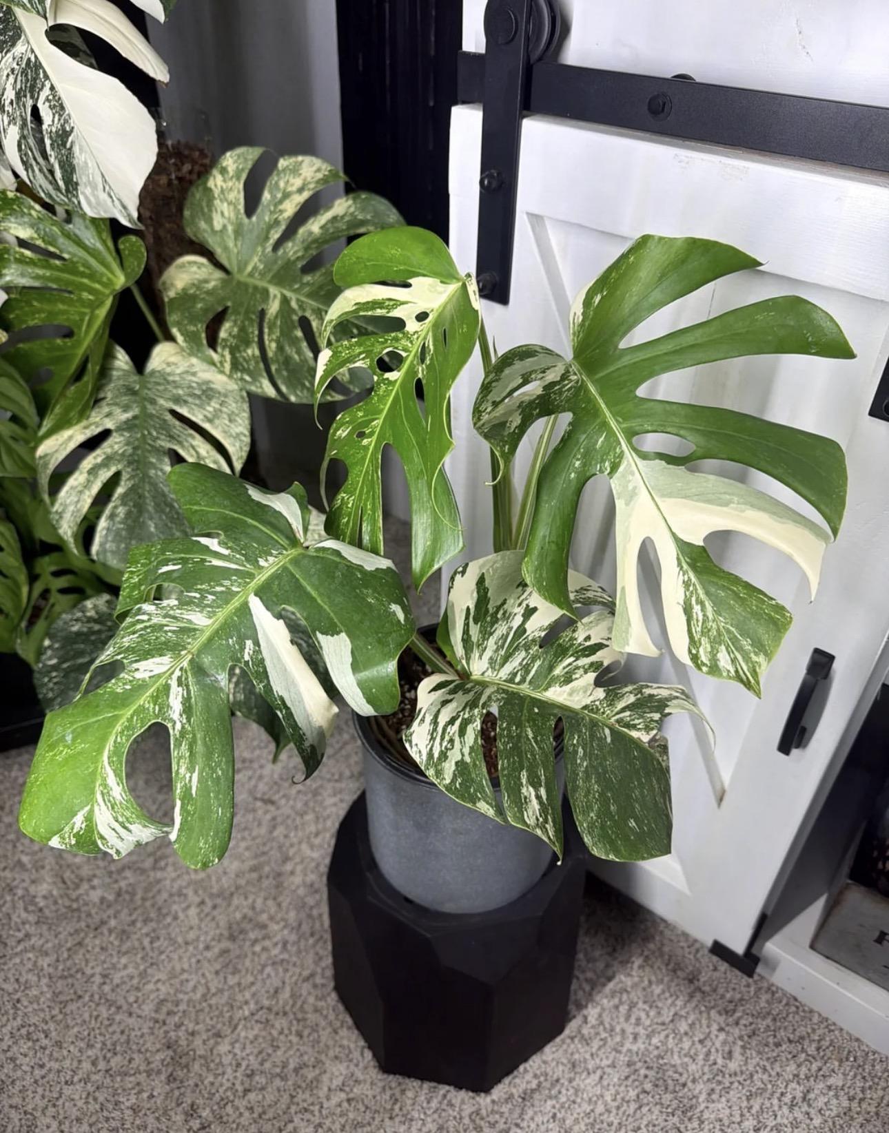 Monstera variegated albo 