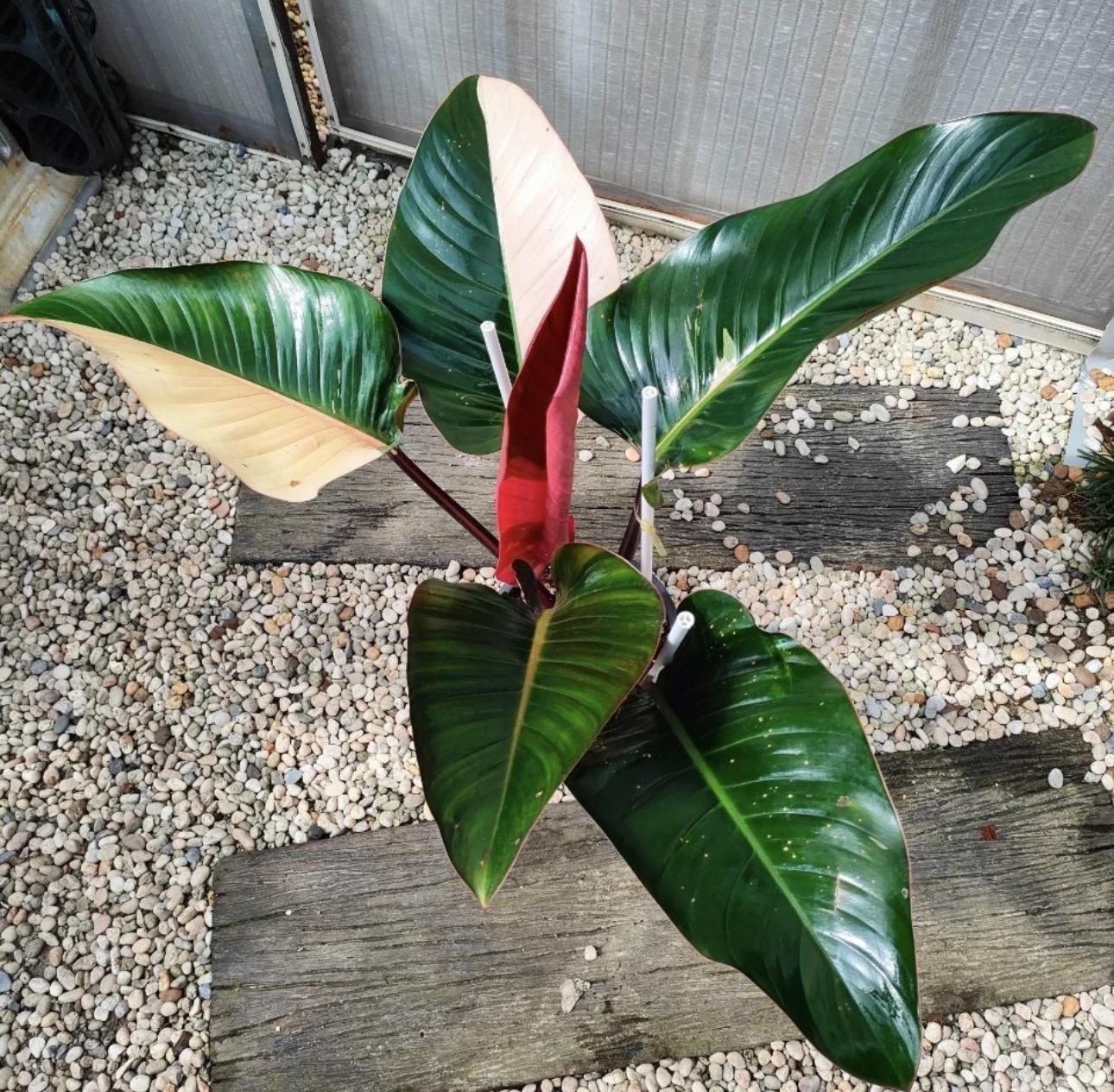 Red Congo 
