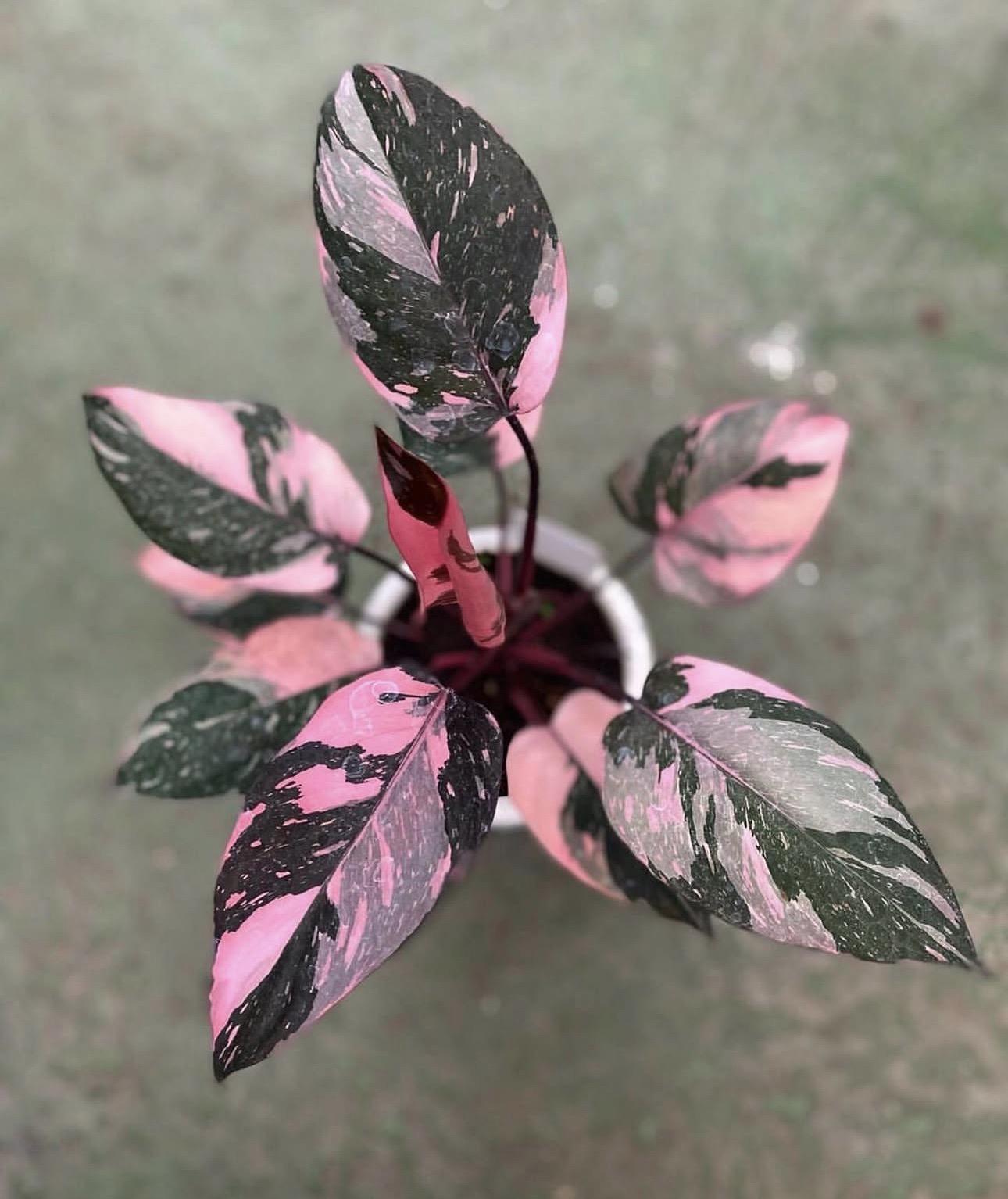 Pink princess philodendron 
