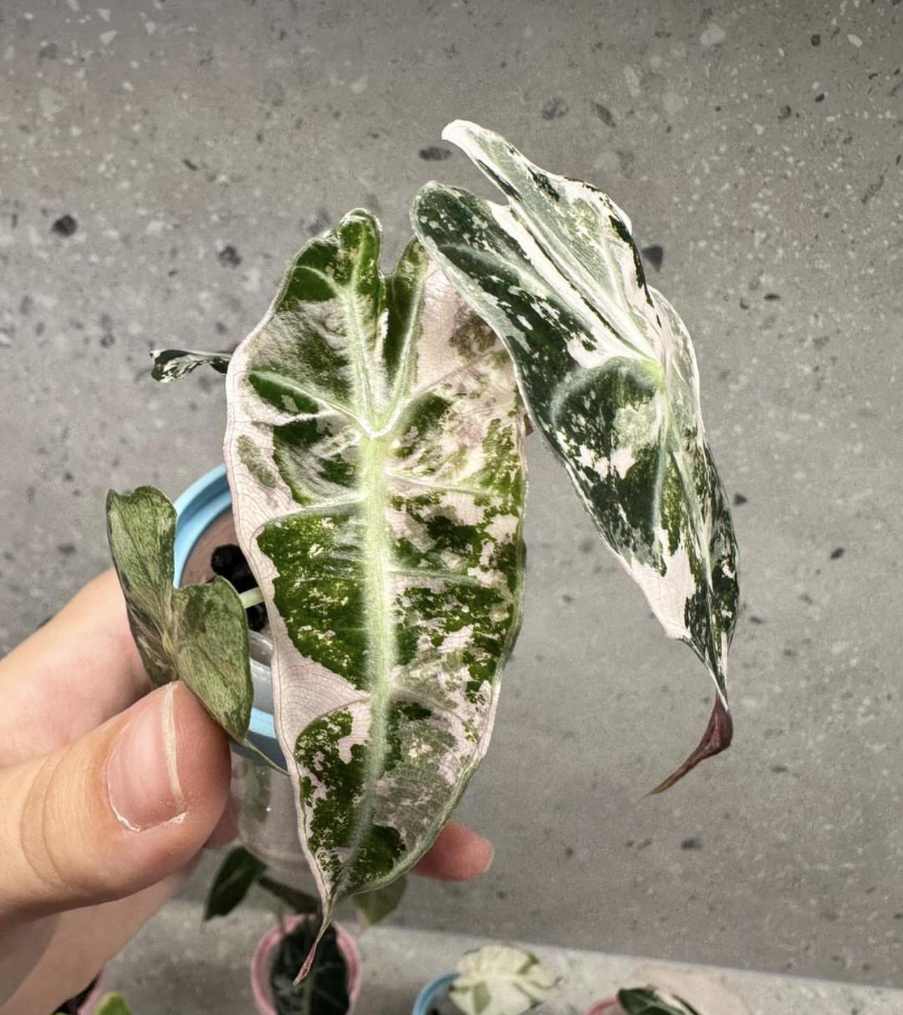 Alocasia Polly Snowflake