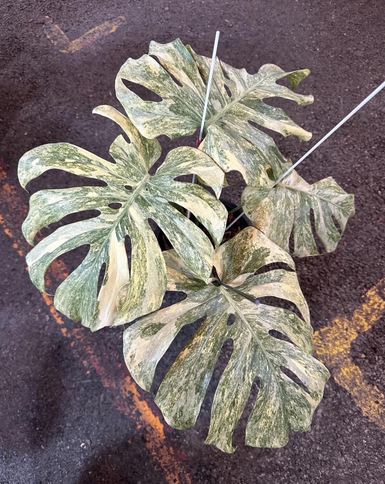 Monstera Legacy Diamond