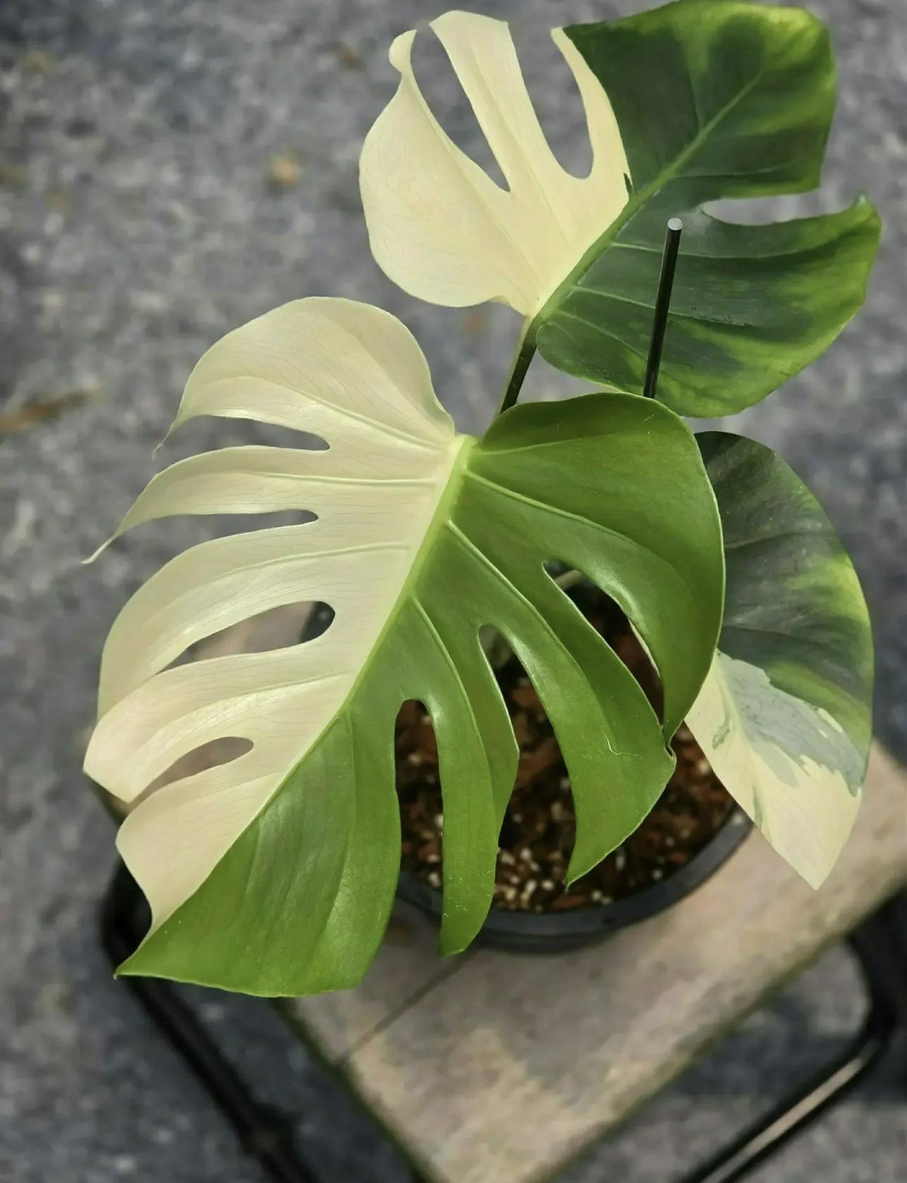 Monstera half moon 