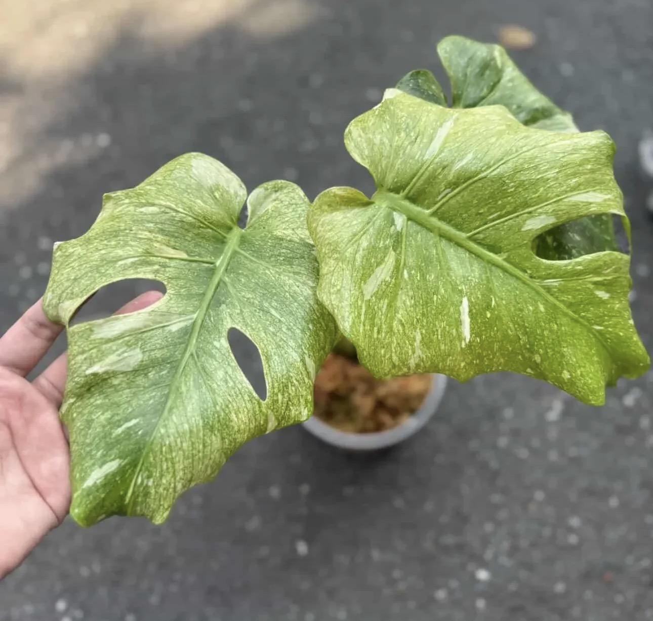 Monstera thai con mint