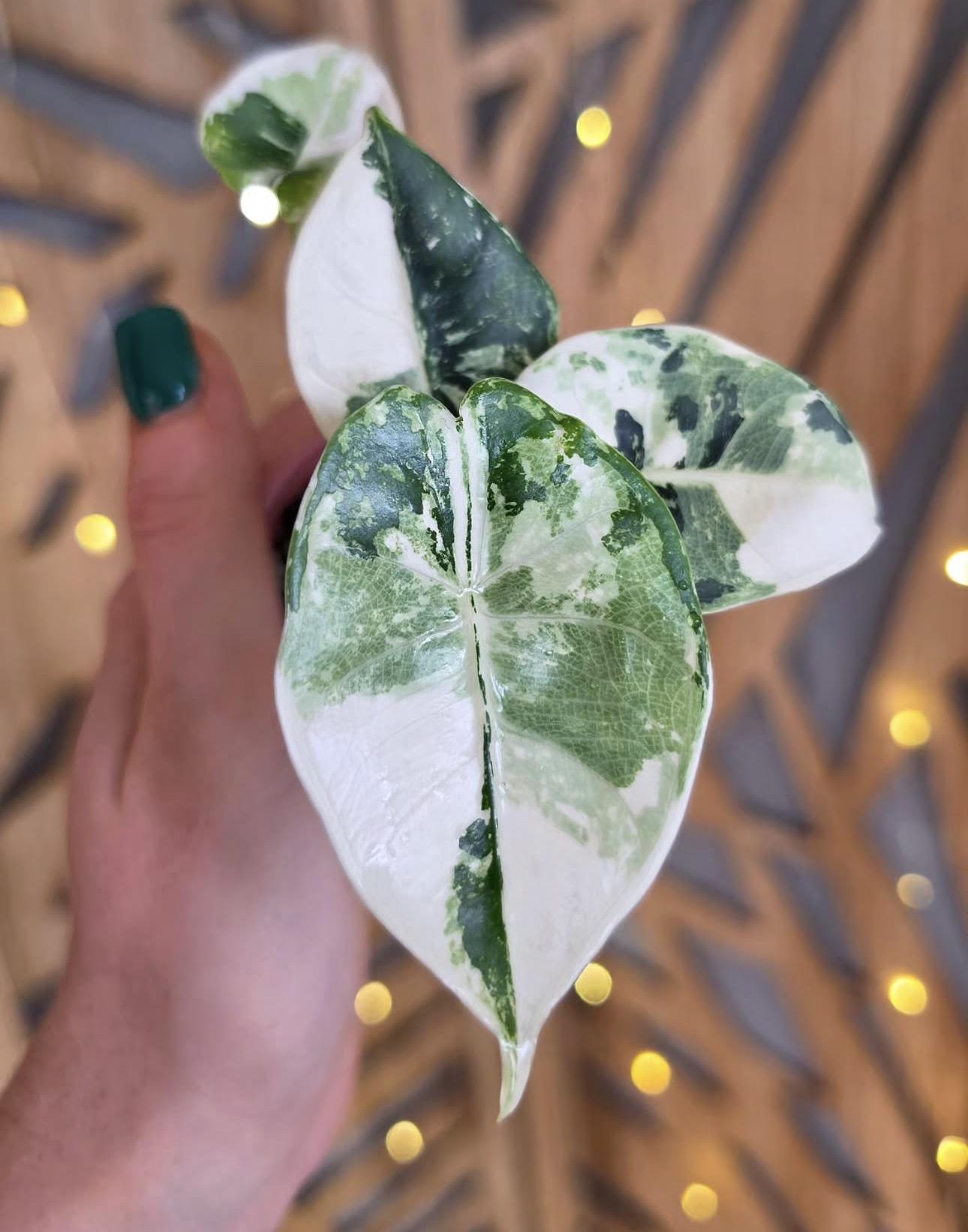 Alocasia reversa 