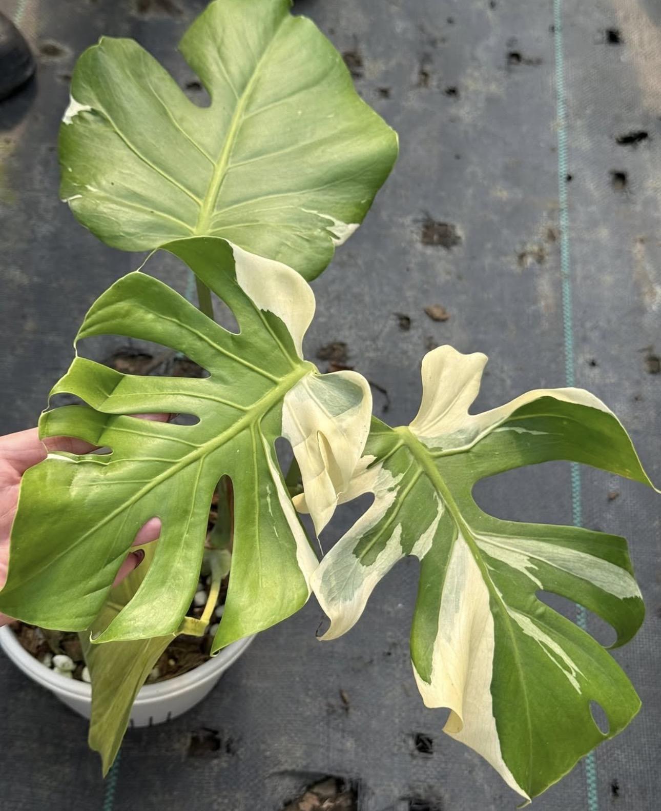 Monstera bluecheese